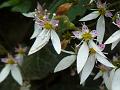 Strawberry Begonia